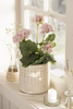 Bloem Pelargonie
