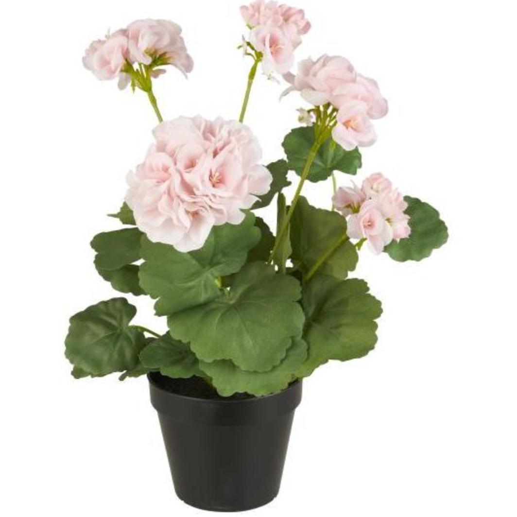 Bloem Pelargonie