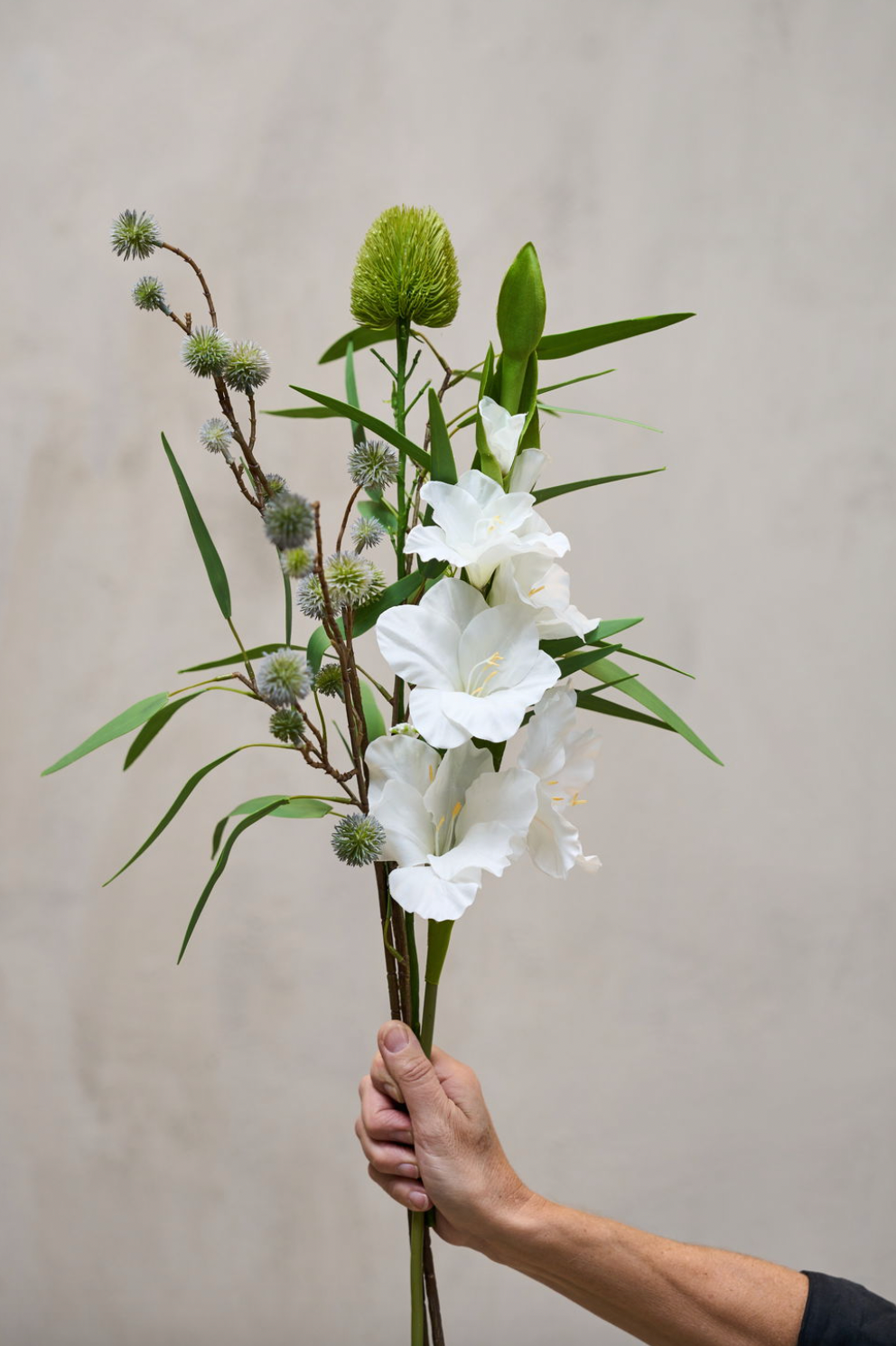 Gladiolus steel