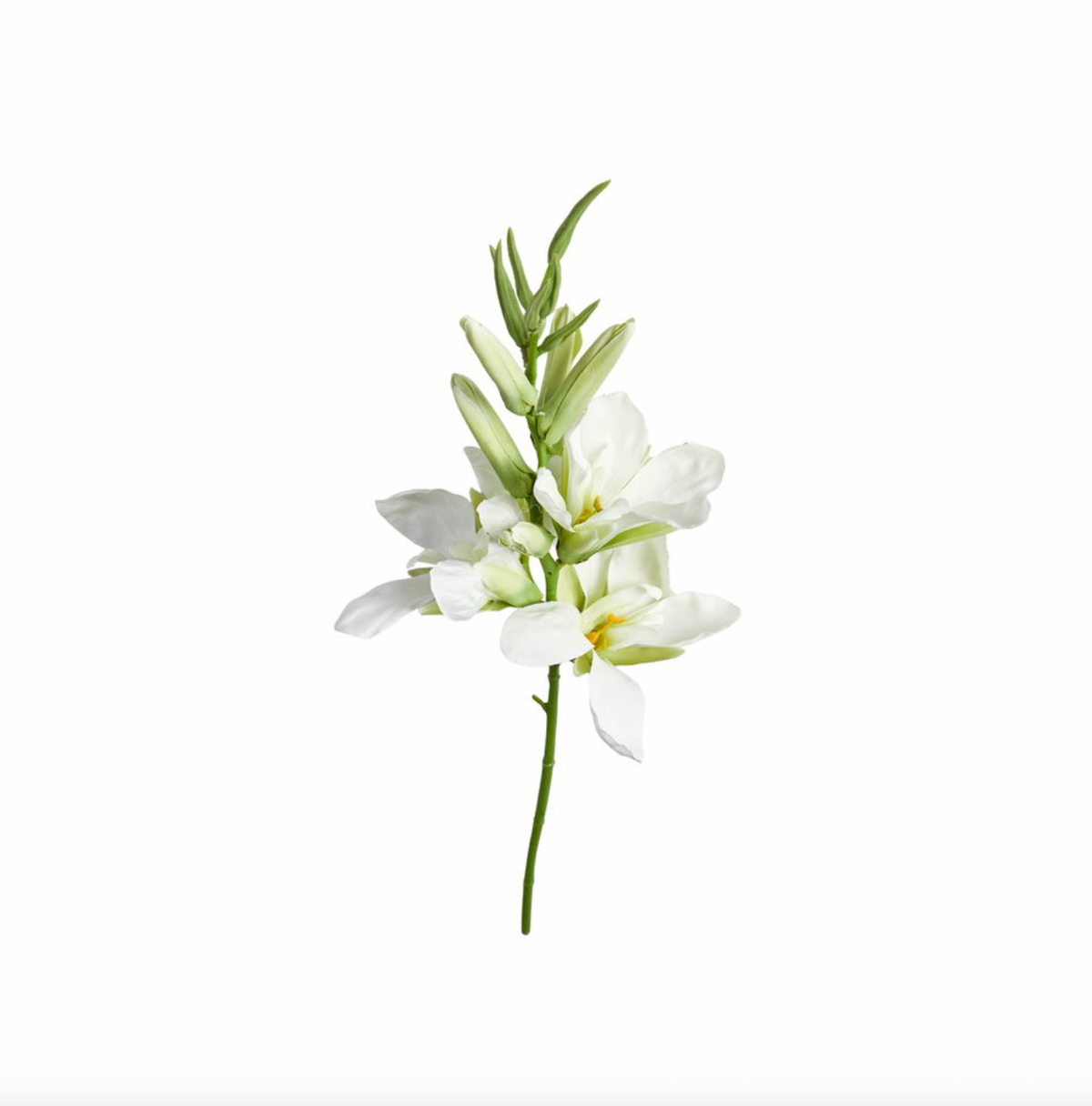 Gladiolus stengel