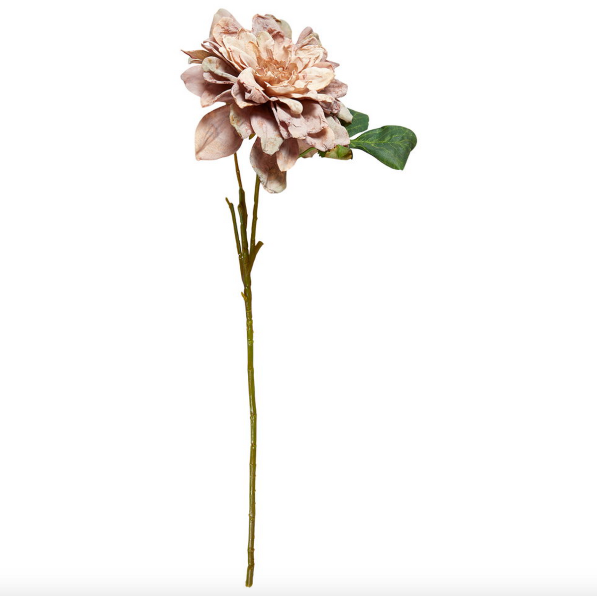 Dahlia-stengel