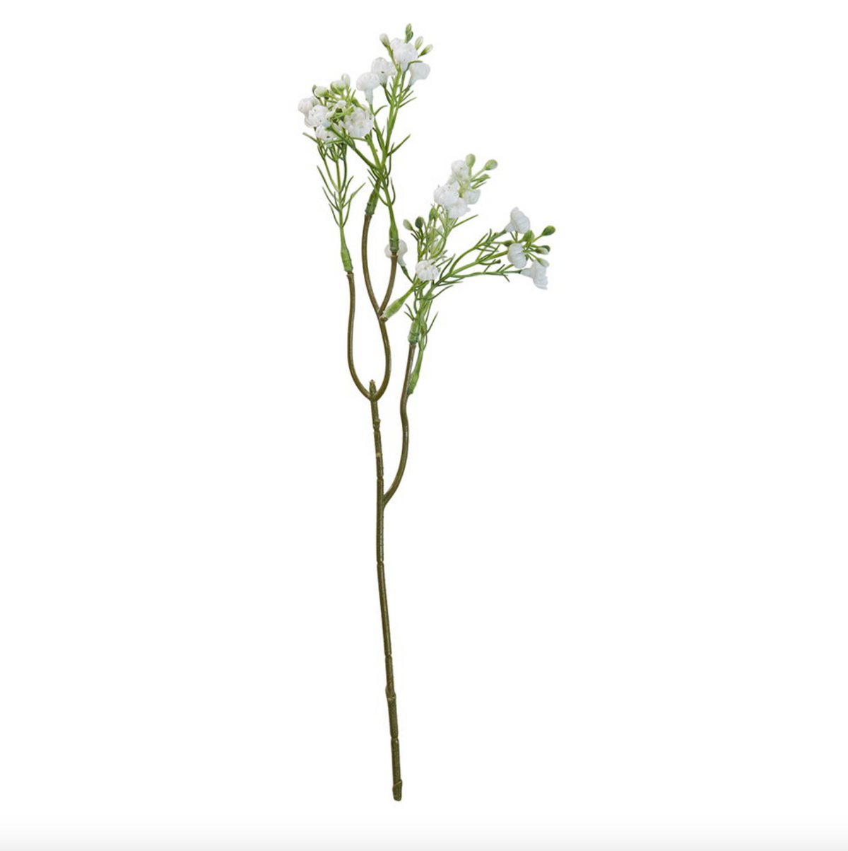Sluierbloemstengel
