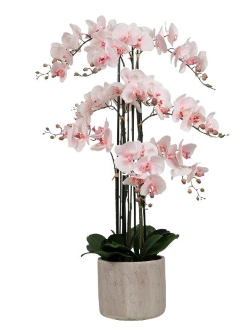 Orchidee in pot 105 cm - Roze
