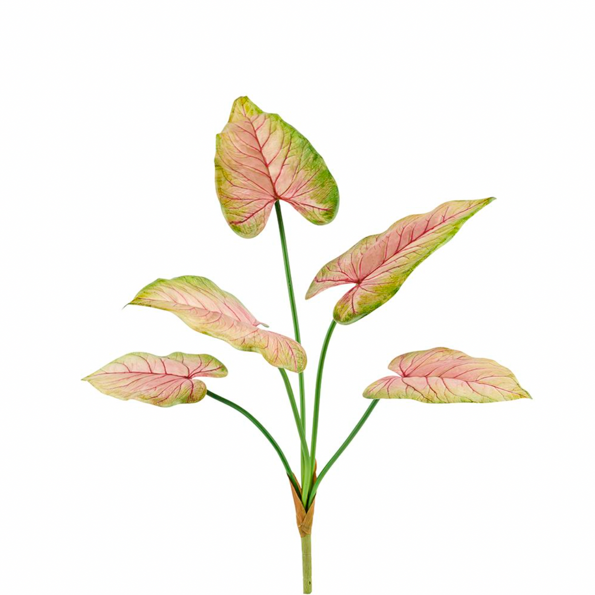 Plante Caladium 66 cm Roze