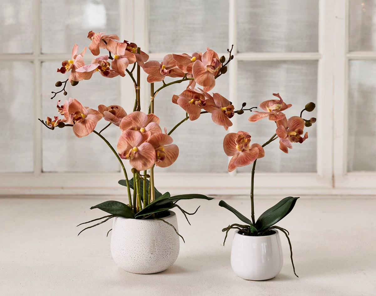Orchidee in pot - Roze 36cm