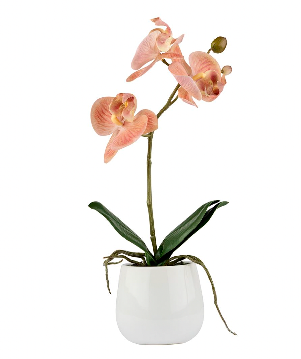Orchidee in pot - Roze 36cm