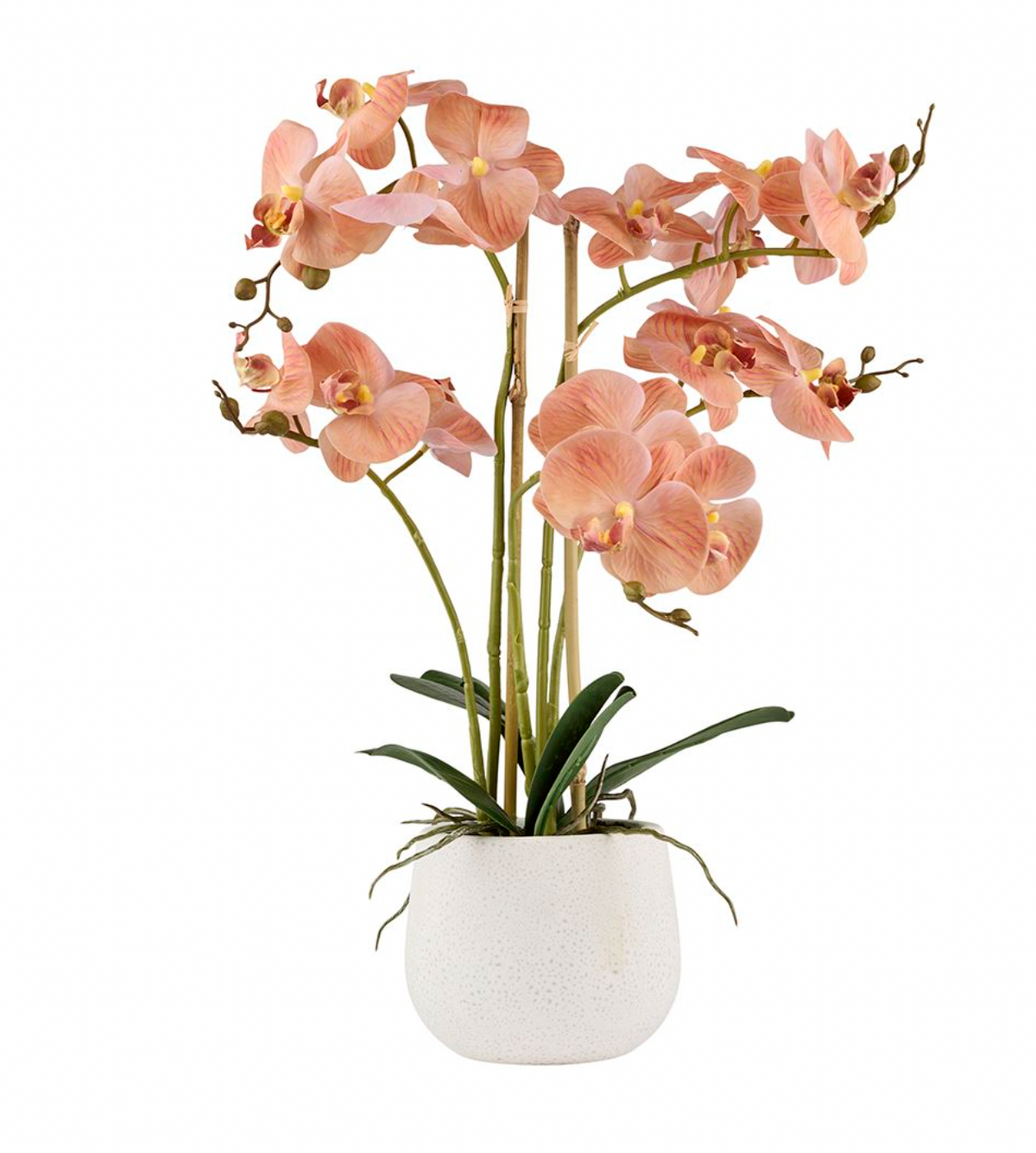 Orchidee in pot - Roze 50cm