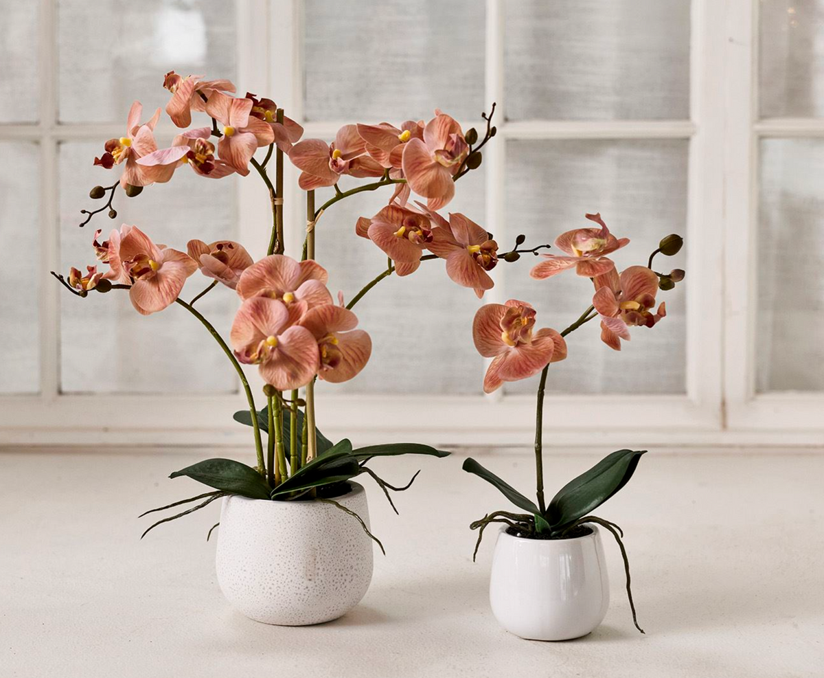 Orchidee in pot - Roze 50cm