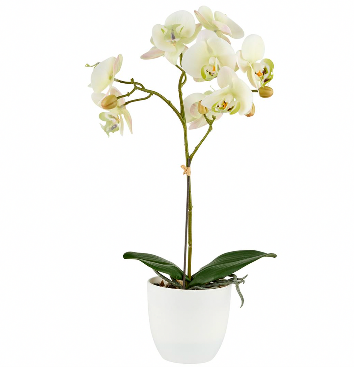 Orchidee in pot - Lime 50cm