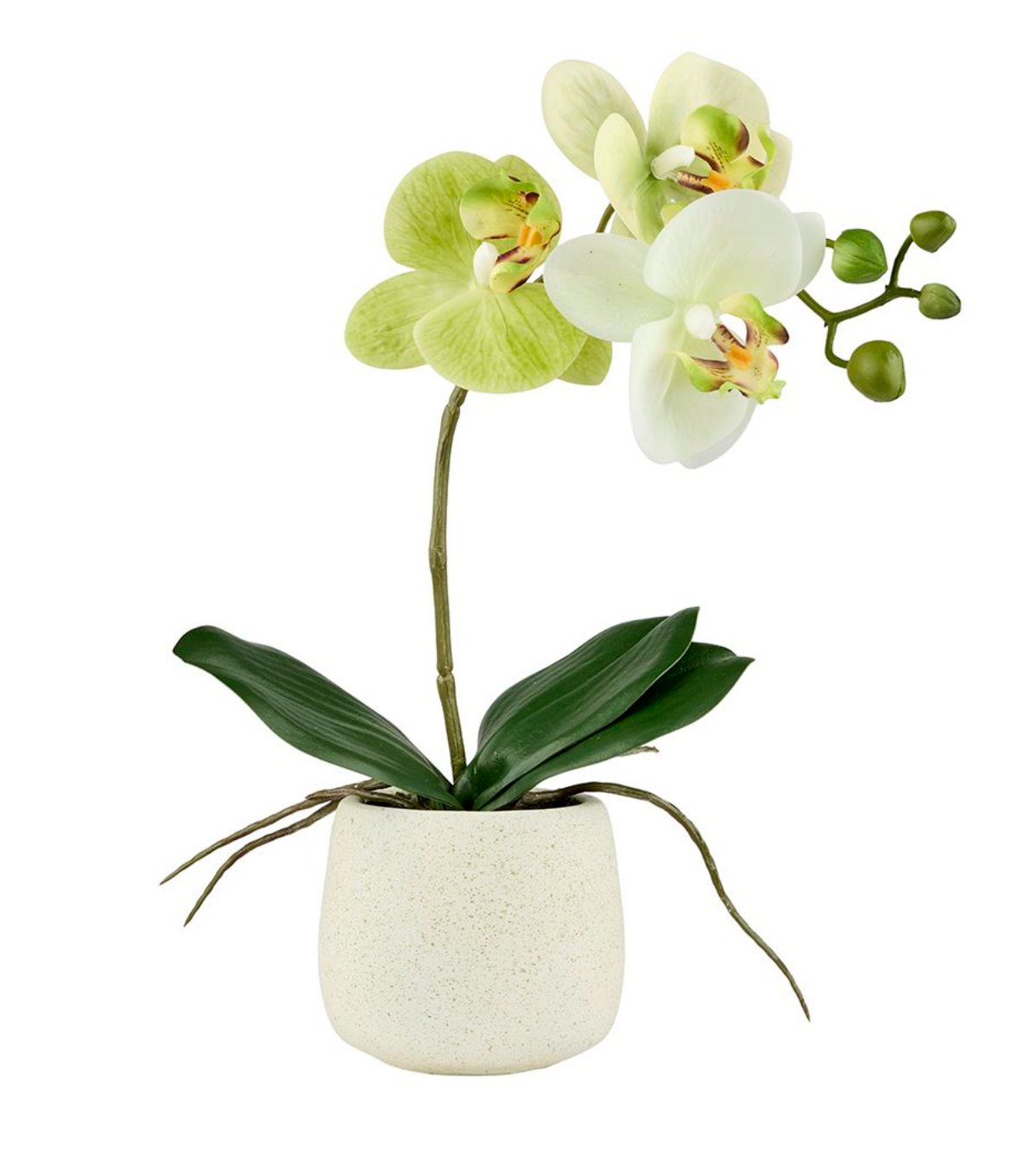 Orchidee in pot - Limoen 36cm