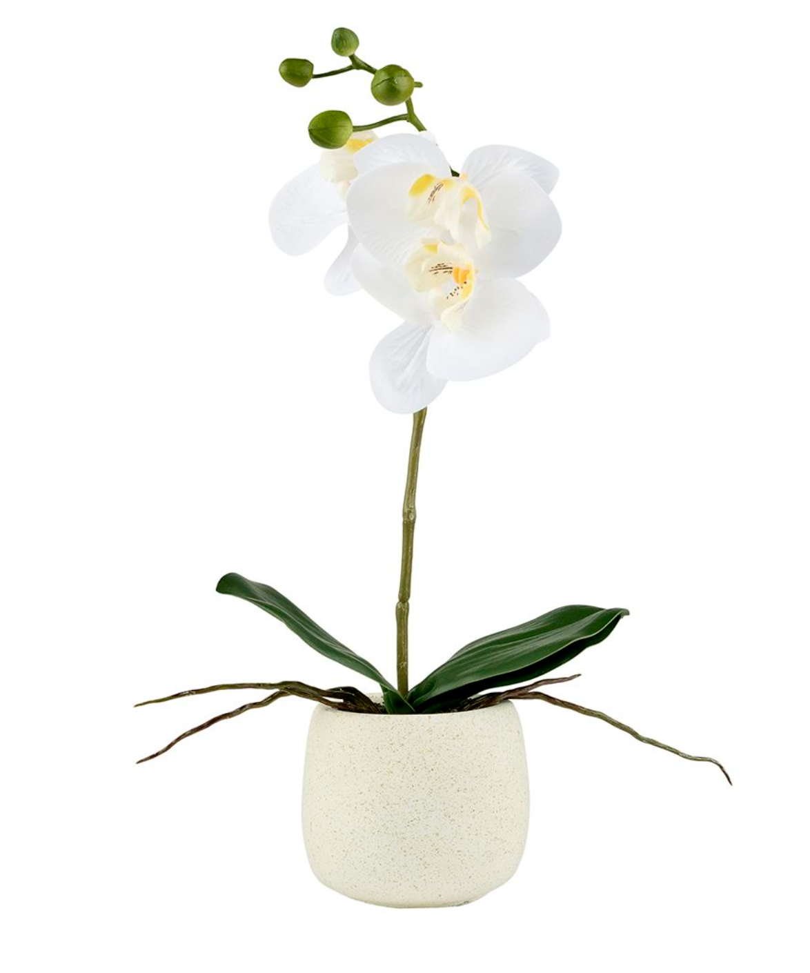 Orchidee in pot - Wit 36 cm