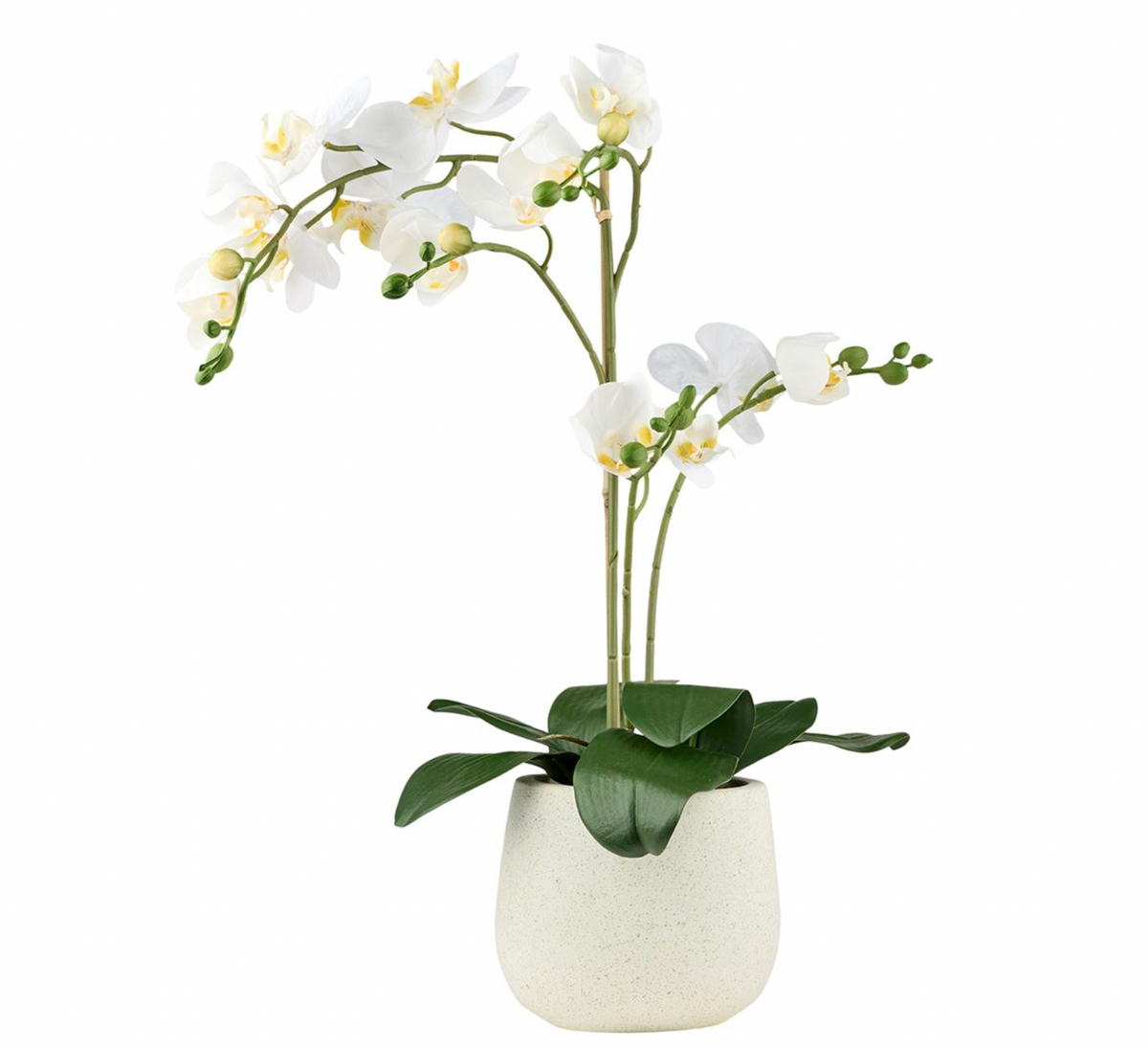 Orchidee in pot - Wit 50 cm
