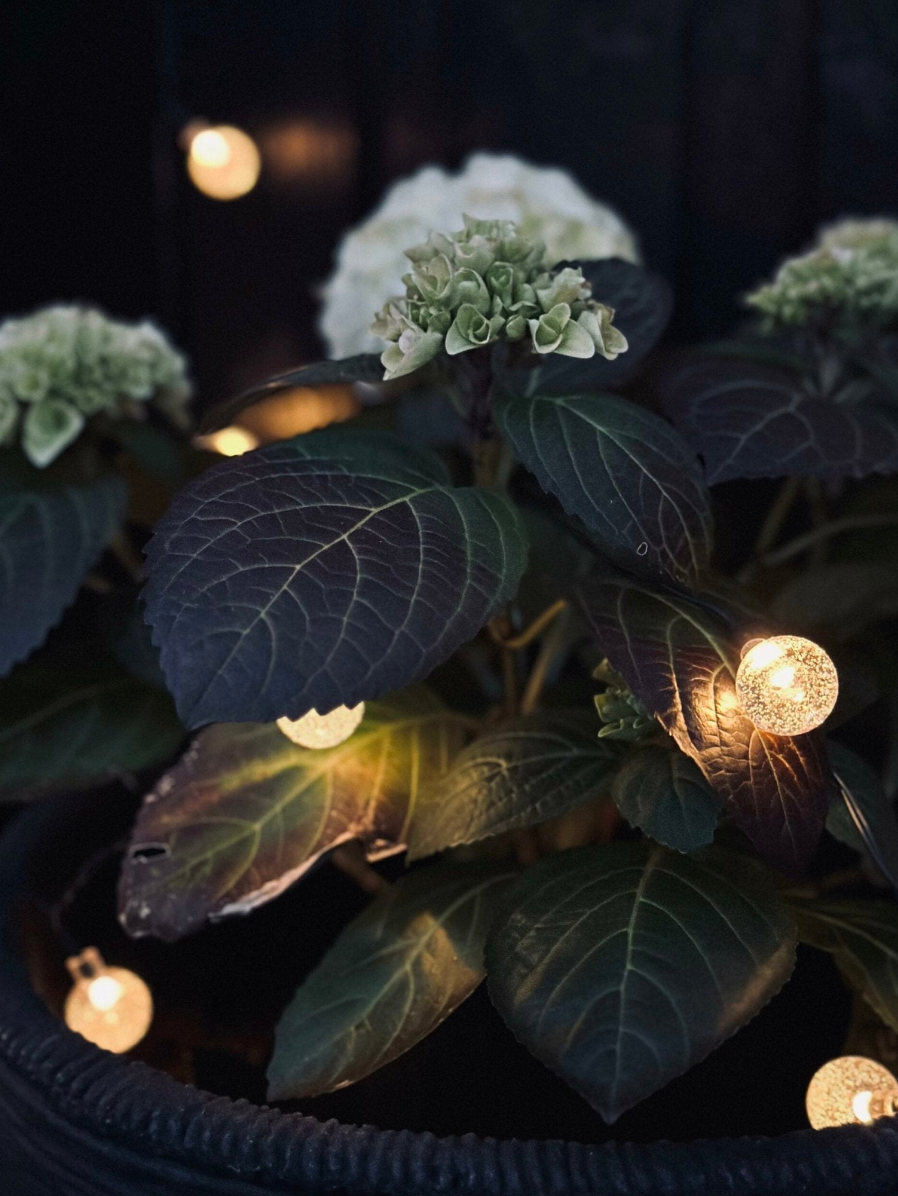 Lichtsnoer Bella op zonne-energie - 50 LED