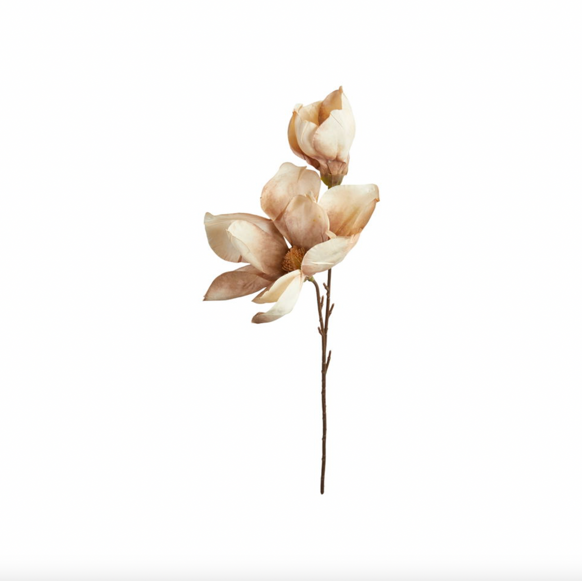 Magnoliatak