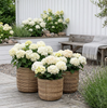 Plantenmanden RATTAN – Set van 3 formaten