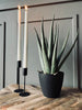 Aloë vera incl. pot - 45cm