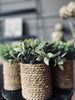 Bloem in zeegraspot - Mix
