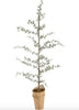 Cederboom - 95 cm
