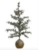 Cederboom/Mosbol 60 cm