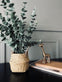 Eucalyptus med kurv - VIAMAJA.DK