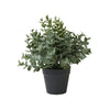 Eucalyptus in pot – H 23 cm