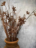 Evighedsblomst – Steng 60cm Bruin