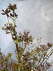 Eeuwige bloem – Steel 60 cm Paars