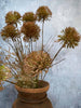 Eeuwigheidsbloem – steel 60 cm Pom