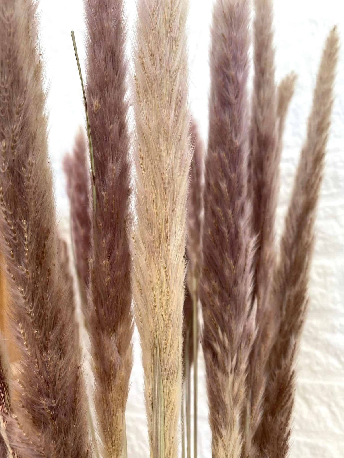 Evighedsbuket - Silver grass Plume natural - VIAMAJA.DK