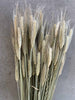 Kunstboeket - Triticale (Rogge)