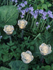 Fakkel met zonne-energie FLOWER – Set van 4 stuks