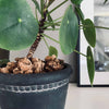Kurkschors voor decoratie - Naturel