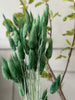 Lagurus - Groen