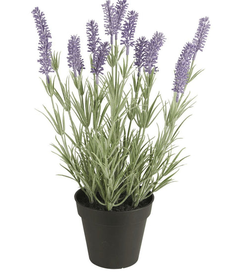 Lavendel – 40 cm - VIAMAJA.DK