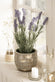 Lavendel – 40 cm - VIAMAJA.DK
