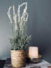 Lavendel in natuurpot - Wit