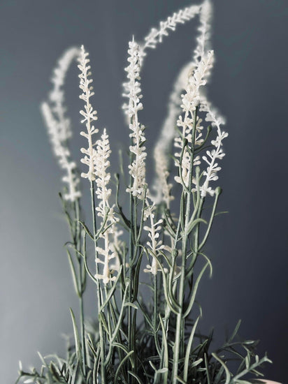 Lavendel i naturpotte - Hvid - VIAMAJA.DK