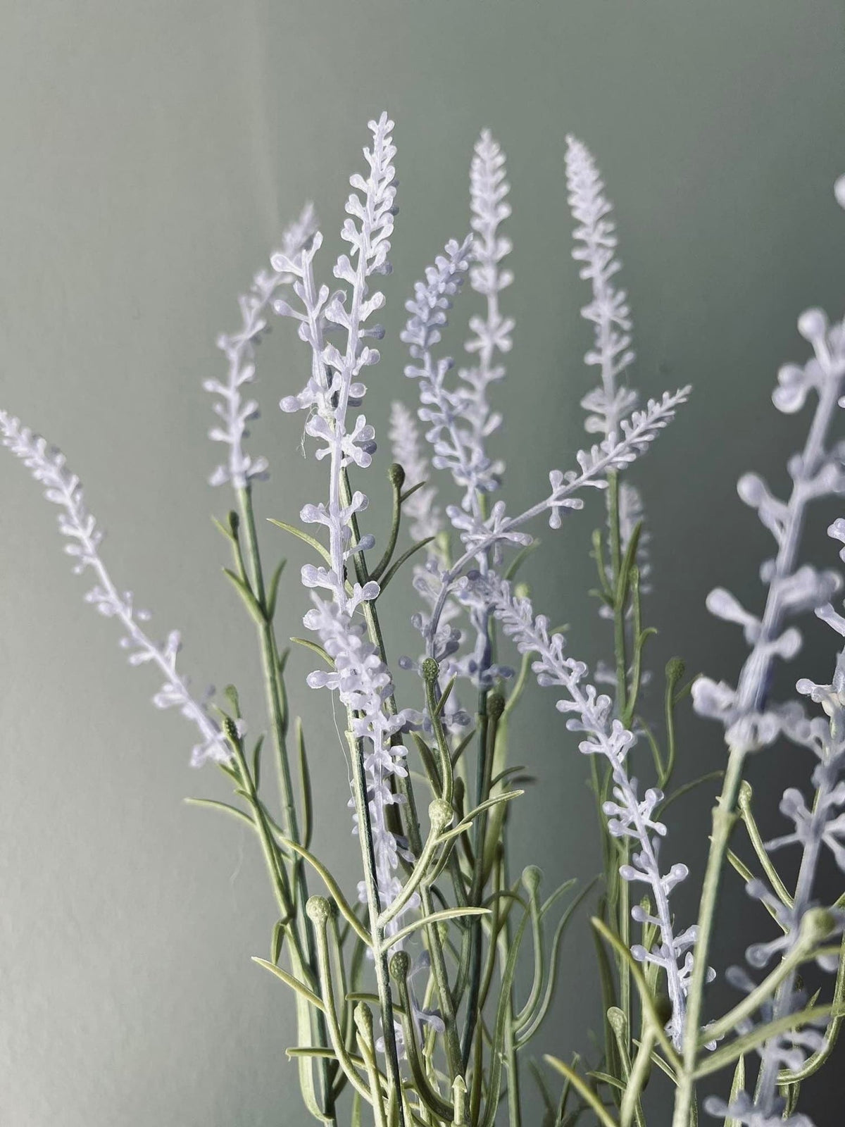 Lavendel i naturpotte - Lys lilla - VIAMAJA.DK