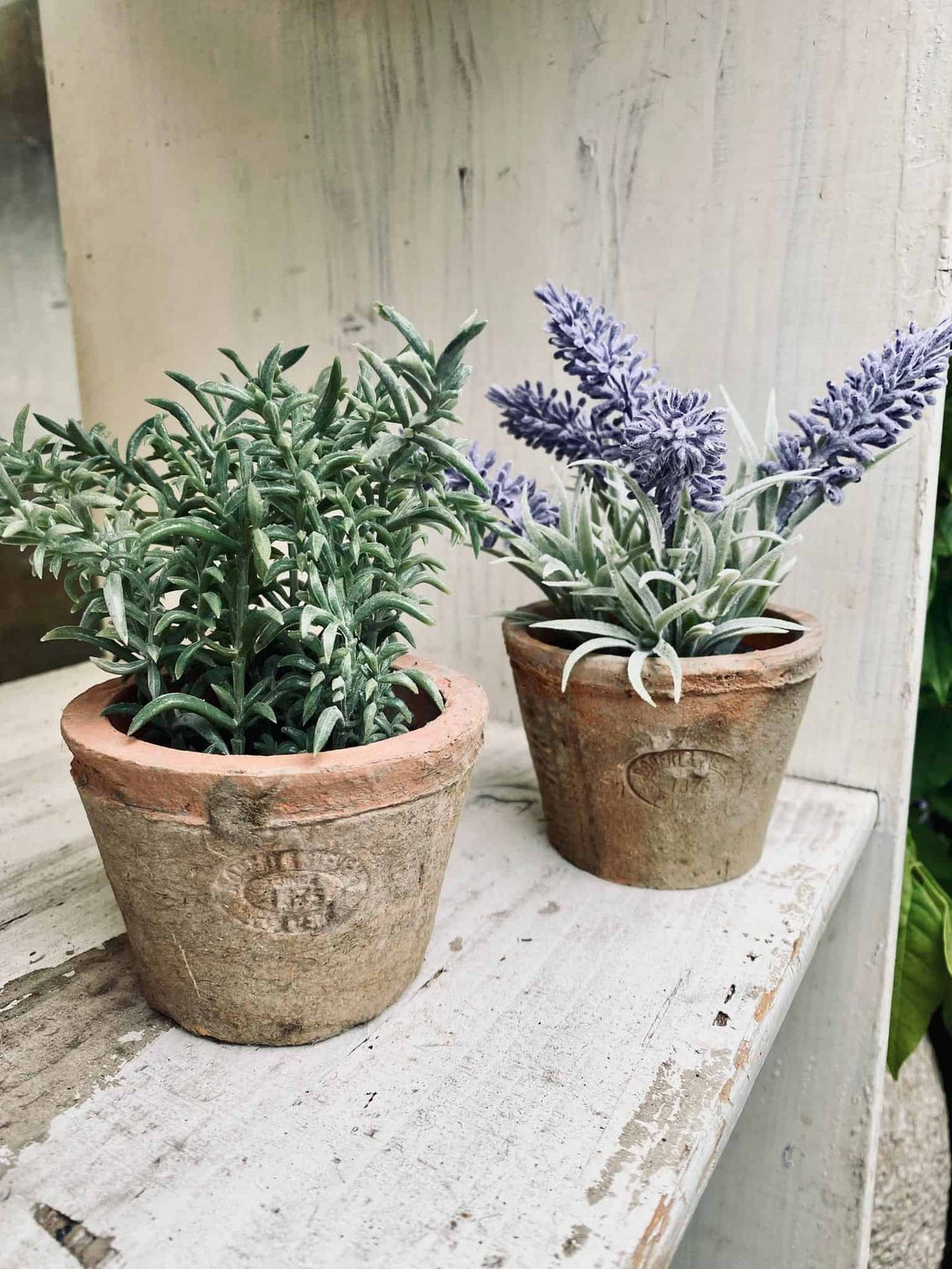 Lavendel i potte - VIAMAJA.DK