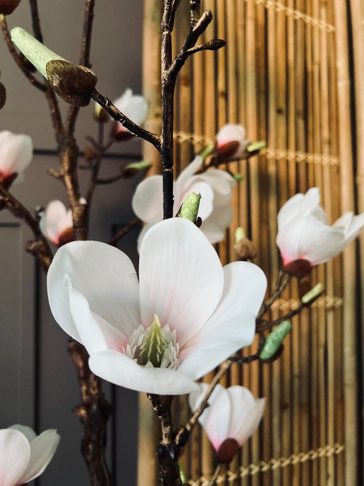 Magnoliatræ i pot - 120 cm - VIAMAJA.DK