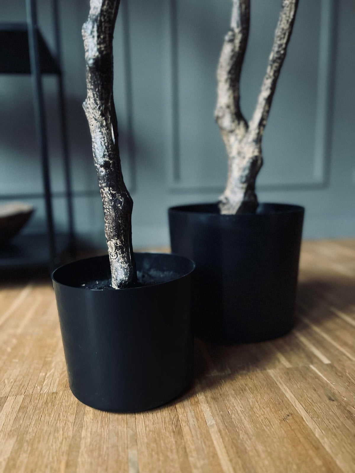 Magnoliatræ i pot - 120 cm - VIAMAJA.DK
