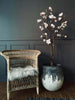 Magnoliaboom in pot - 160 cm