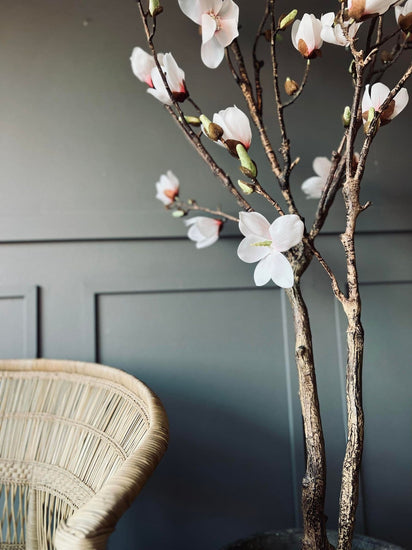 Magnoliatræ i pot - 160cm - VIAMAJA.DK