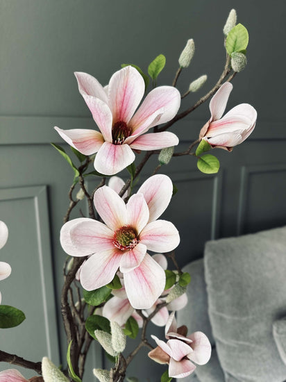 Magnoliatræ i potte - 120 cm Rosa - VIAMAJA.DK