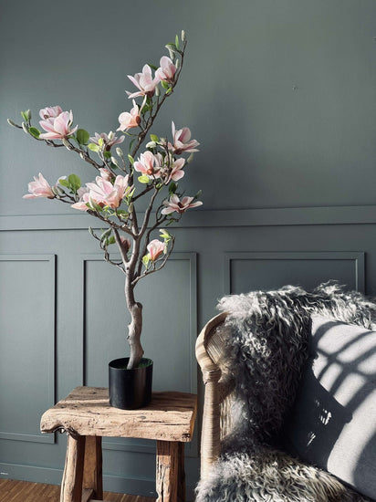 Magnoliatræ i potte - 120 cm Rosa - VIAMAJA.DK