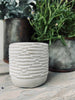 Muggenkaars - Citronella Stone