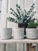 Muggenkaars in cement pot - Citronella mix