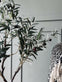 Oliventræ 120 cm - VIAMAJA.DK