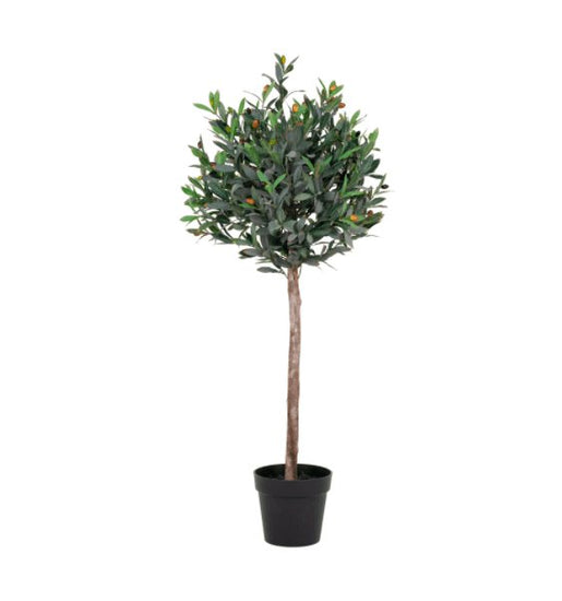 Oliventræ 120cm - VIAMAJA.DK