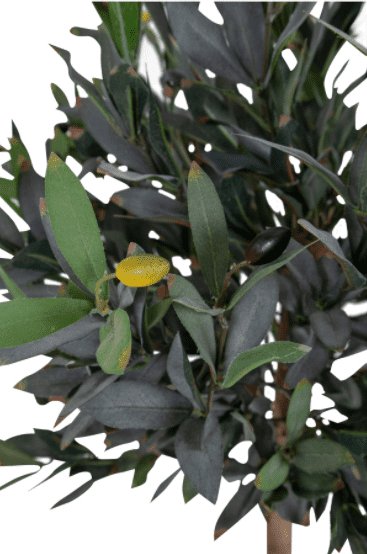 Oliventræ 120cm - VIAMAJA.DK